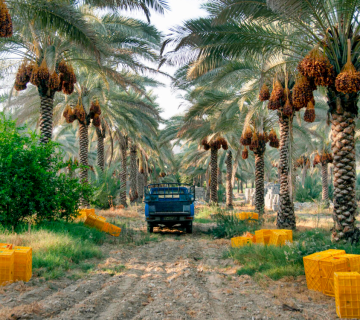 صادرات خرما