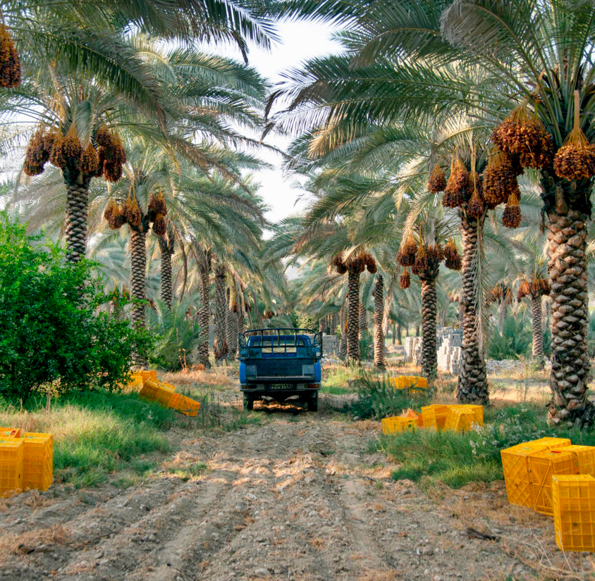 صادرات خرما